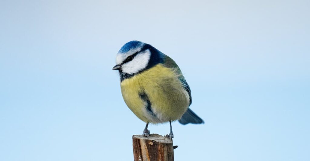 Aprenda a identificar aves com esses aplicativos