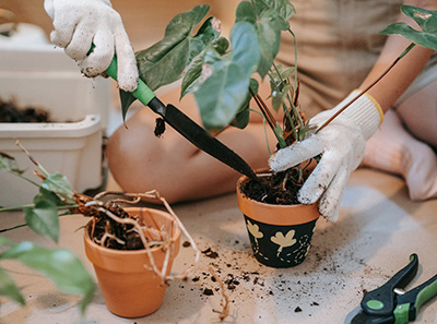 técnicas de poda para plantas