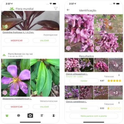 Melhores apps para identificar plantas