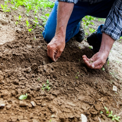 Crie sua horta caseira com dicas práticas do BotanicApp