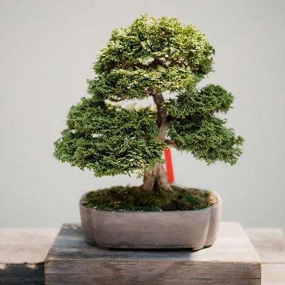 Guia completo para criar e cuidar de um bonsai com BotanicApp