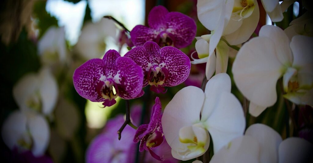 Aprenda tudo sobre orquídeas com curso grátis do BotanicApp