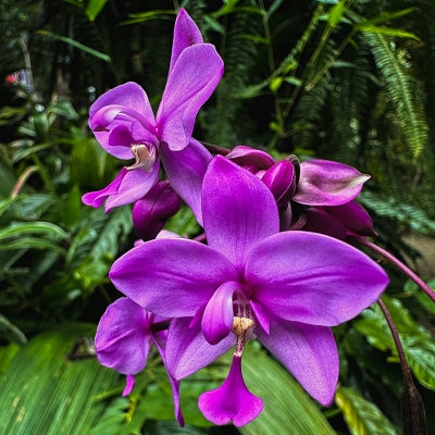 Aprenda tudo sobre orquídeas com curso grátis do BotanicApp