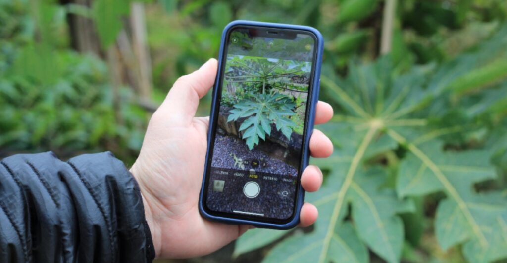 Melhores aplicativos para identificar plantas