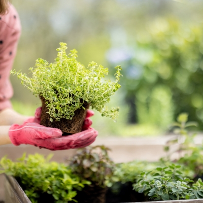 cultivar chás e temperos