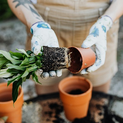 Curso gratuito de introdução à jardinagem