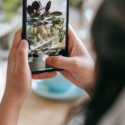 Guarde suas fotos de plantas num só lugar