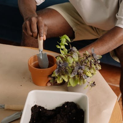 Saiba como cuidar do seu jardim com esse curso grátis