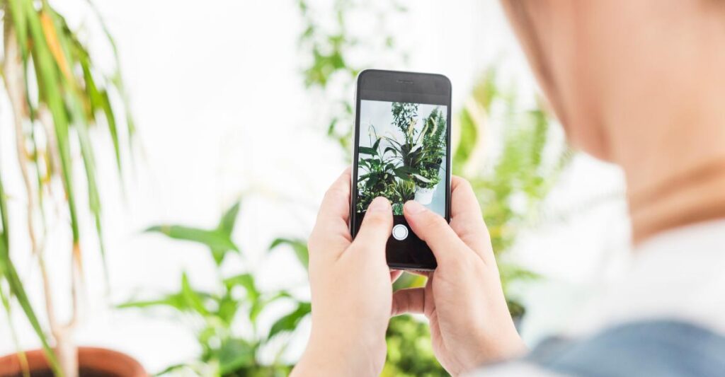 Aplicativos de detecção de plantas